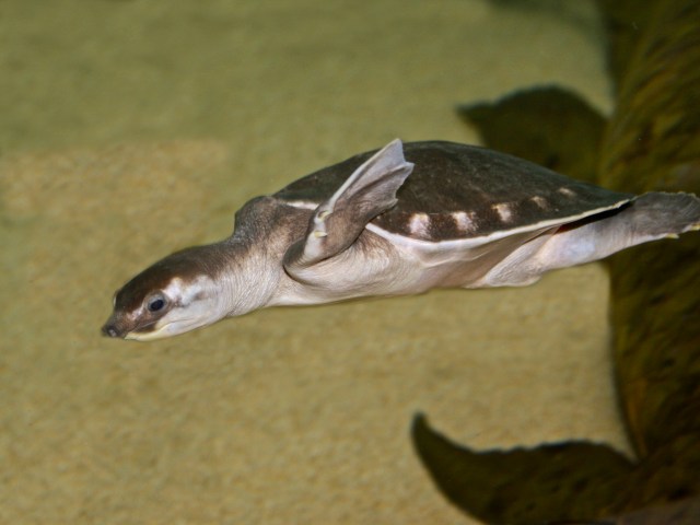 Pignose Turtle aka Fly River Turtle Carettochelys insculpta (Carettochelyidae) Pig-nose Turtles IMG_1388