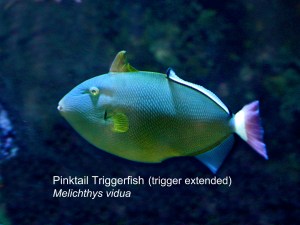 PinkTail Triggerfish Erect trigger IMG_0863&nbsp;copy