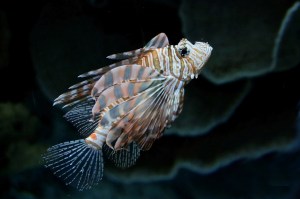 Red Lionfish 8355039924_e28c66a7be_b