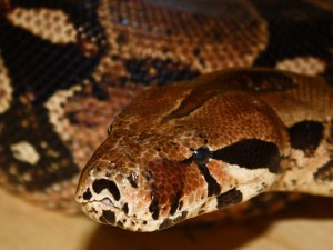 Red-tailed Boa  2775385563_c91e7827ff_o