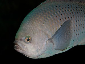 3399374199_3ffcf124b8_b