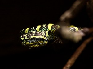 Wagler’s Pit Viper  3506502014_96d97cbdb9_b