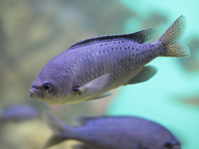 Blacksmith  4020282794_5437a61f15_b