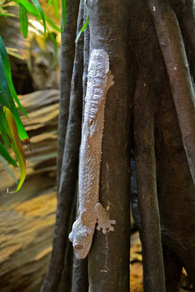 Henkel's Leaf-tailed Gecko 4226839485_62145bf20d_b