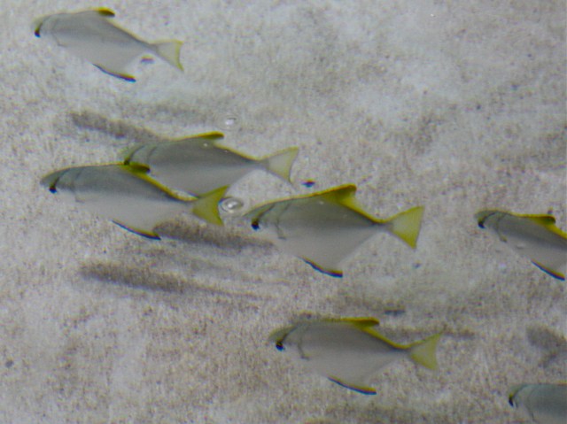 4889665817_815d686e0b_o