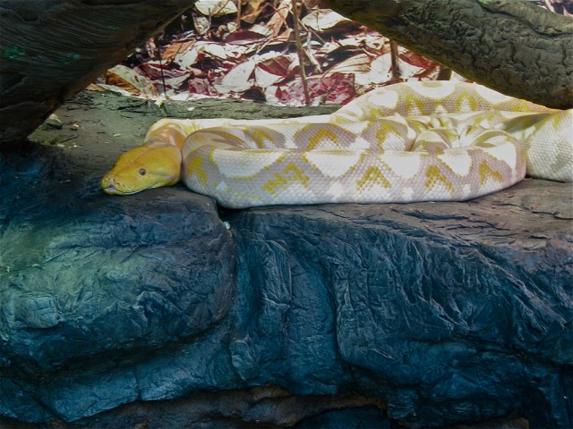 Albino Reticulated Python  6196134316_755d730e34_b