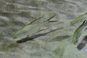 Mono  6268563444_97b5dac5a6_b