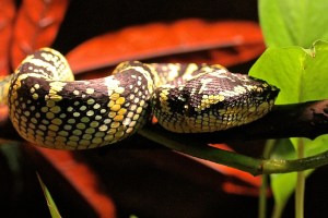 Wagler’s Pit Viper 8324403992_9febc37327_b