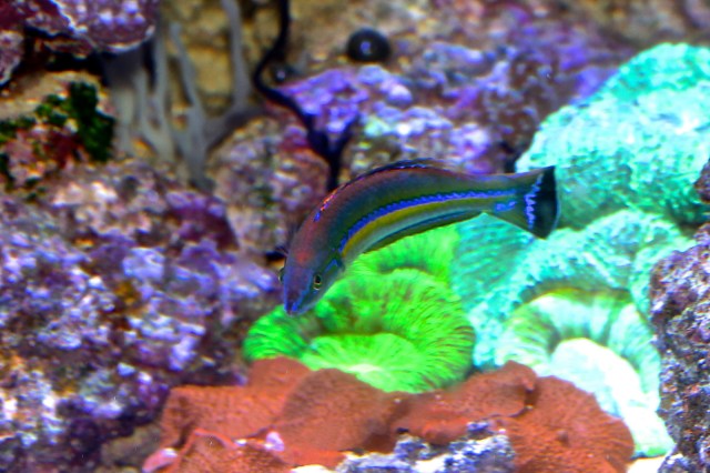 Pencil Wrasse  8362948295_4f3b9c4930_h