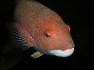 CALIFORNIA SHEEPHEAD 1