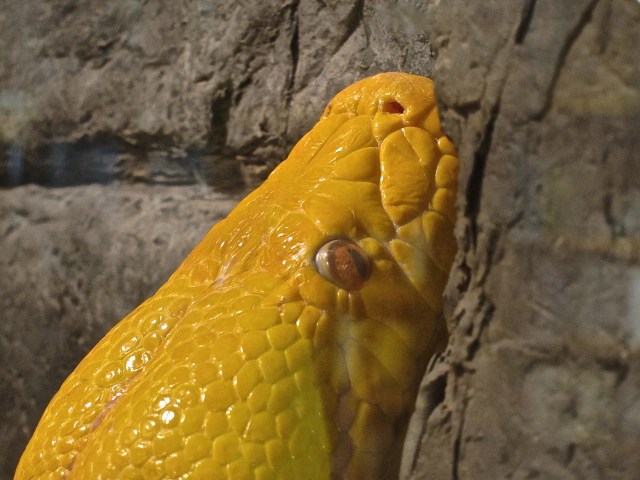 Albino Reticulated Python IMG_0182