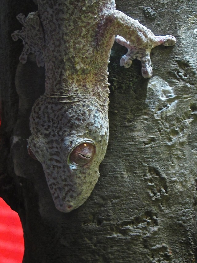 Henkel's Leaf-tailed Gecko IMG_0742