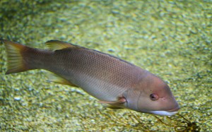 California sheephead IMG_5773
