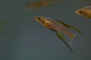 Threadfin rainbow fish, Iriatherina werneri&nbsp;IMG_7039