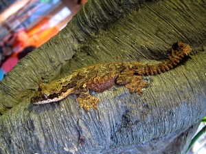 Kuhl’s Flying Gecko&nbsp;IMG_9599