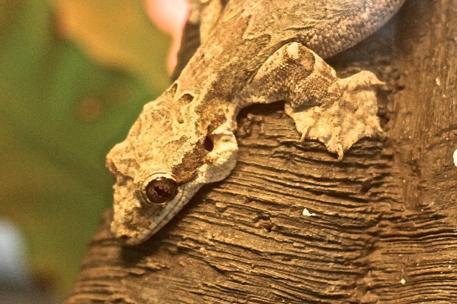 Kuhl's Flying Gecko IMG_9650