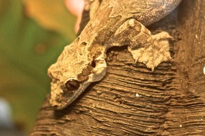 Kuhl’s Flying Gecko&nbsp;IMG_9650