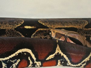 Red-tailed Boa  IMG_0186