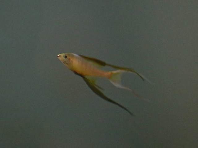 Threadfin rainbow fish, Iriatherina werneri IMG_7044