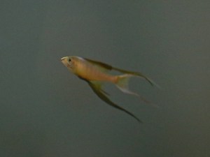 Threadfin rainbow fish, Iriatherina werneri&nbsp;IMG_7044