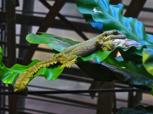 Kuhl's Flying Gecko