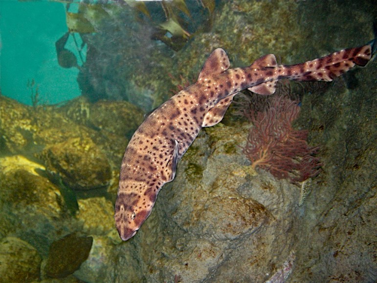 SwellShark14479061579_a24e4ac80e_b
