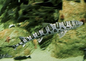 Leopard Shark 2959038532_163d96da28_o