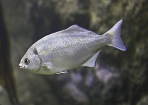 2959049802_bfe0c91b6d_o