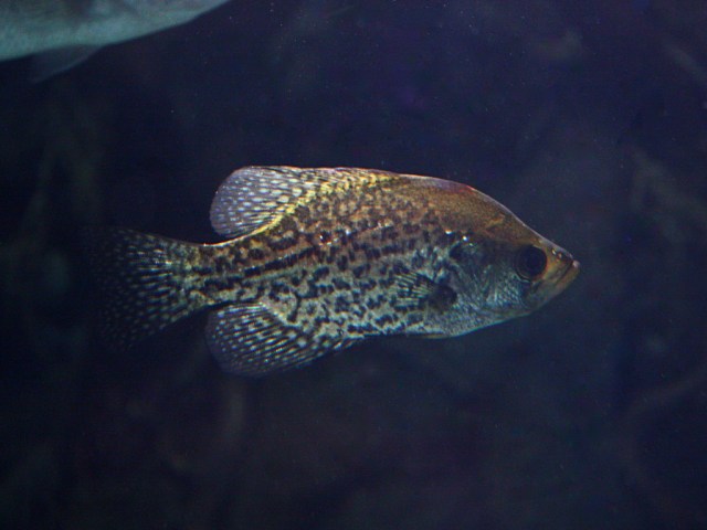 Black Crappie 3202662242_7502b65334_b