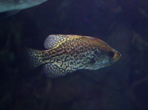 Black Crappie 3202662242_7502b65334_b