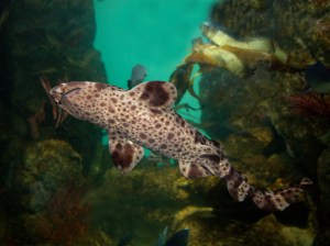 Swell Shark 3426936973_ee6379d9fb_b