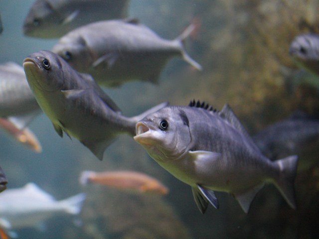 Halfmoon 3702917995_61211c59dc_b