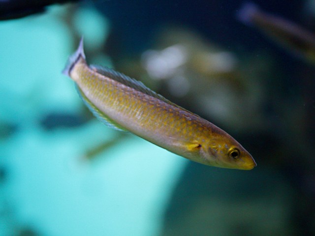 Senorita Wrasse 3995255581_88e76a0033_b