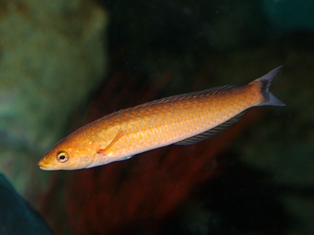 Senorita Wrasse 3996018576_6967b7abb5_b-1