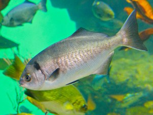 4039110374_91ce988beb_o