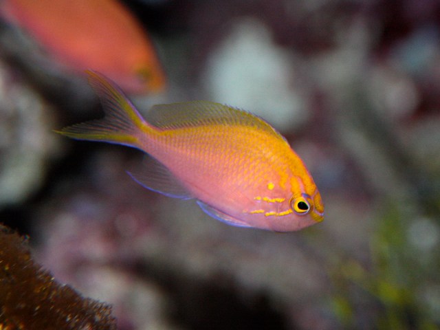 4482852401_4ab3a860ab_b