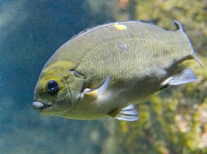 Opaleye Perch 4566438661_569907b825_b