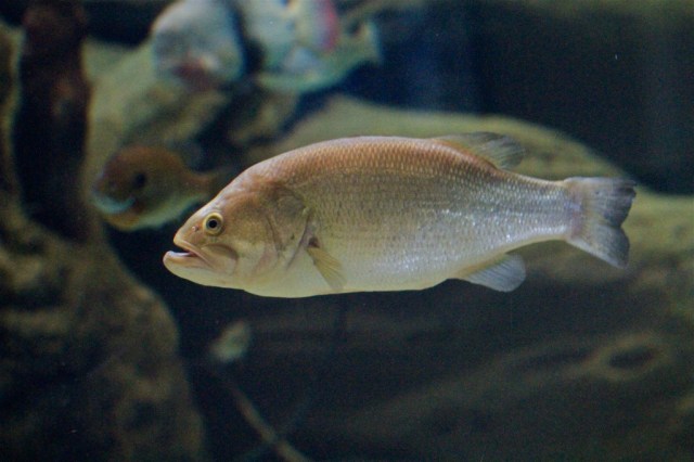 Largemouth Bass 6268037751_8f1c84e75e_b