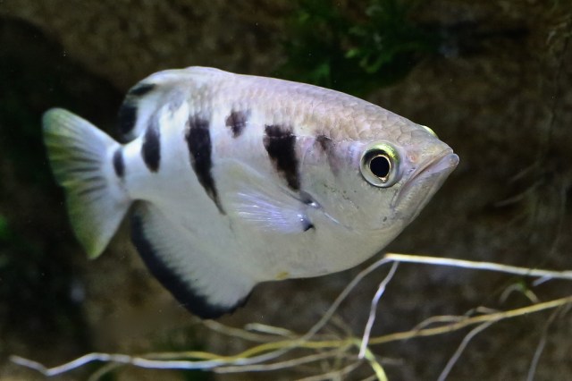 Banded Archerfish 8393611643_5ce29954b5_b