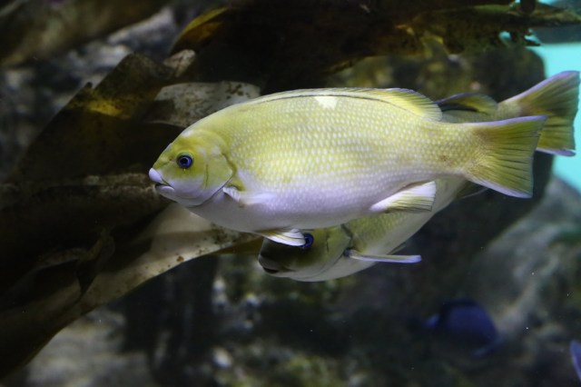 Opaleye Perch 8394553449_878b685a3b_b