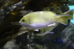 Opaleye Perch 8394553449_878b685a3b_b