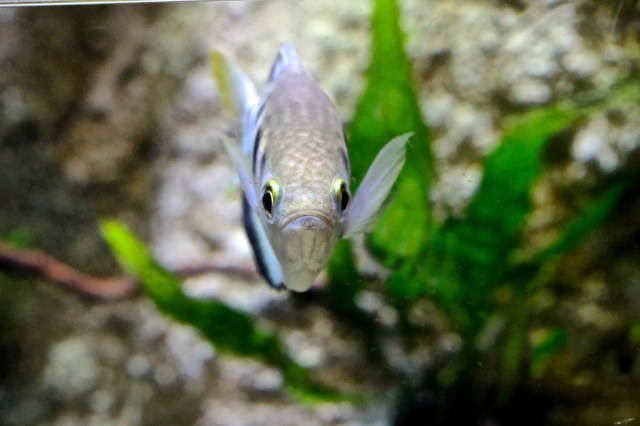 Banded Archerfish 8412951528_42ec8b3dd2_b