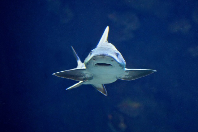 Leopard Shark 8415453774_b665c7a08e_o