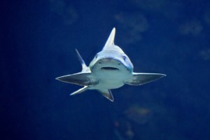 Leopard Shark 8415453774_b665c7a08e_o