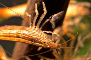 Bamboo Shrimp  8724380835_382a2b1ec6_o