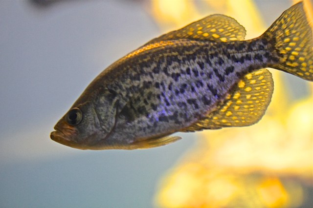 Black Crappie  5230993160_366f8f8c16_b