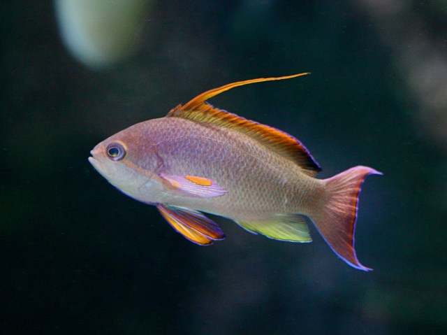 Scalefin Anthias aka Lyretail Fairy Basslet (male) IMG_0111