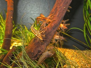 Bamboo Shrimp IMG_0285