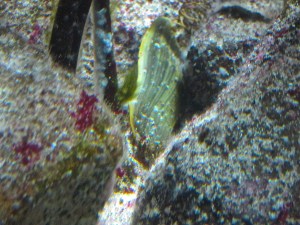 Swell Shark egg Case&nbsp;IMG_0322