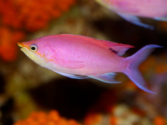 Purple AnthiasI MG_2808